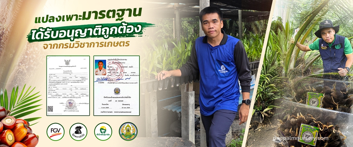 กระบวนการเพาะต้นกล้าปาล์ม