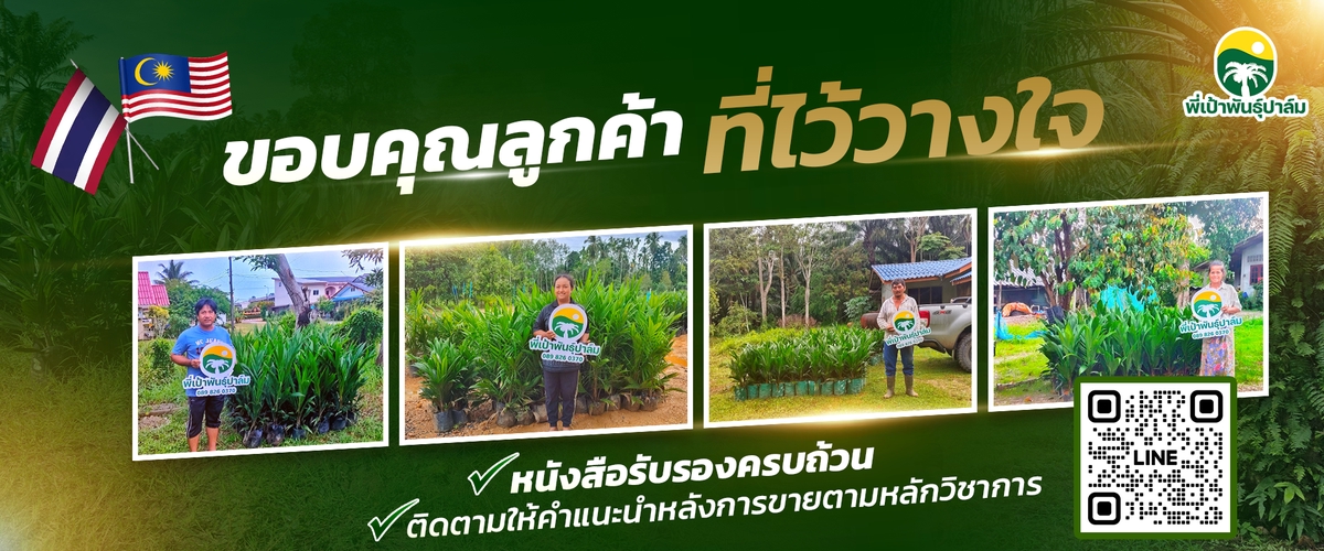 สายพันธุ์ปาล์มน้ำมันคุณภาพ พี่เป้าพันธุ์ปาล์ม