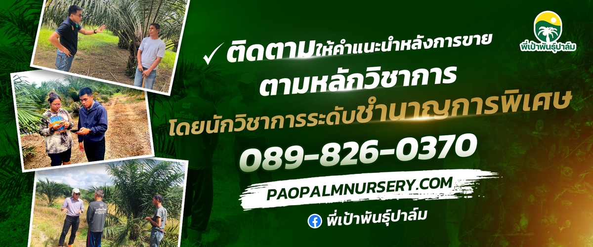 การจัดส่งต้นกล้าปาล์มให้ลูกค้า